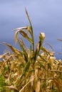 Dry corn stalk field plant blue sky harvest Moldova Agricultural autumn colors Royalty Free Stock Photo