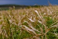 Dry corn stalk field plant blue sky harvest Moldova Agricultural autumn colors Royalty Free Stock Photo