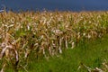 Dry corn stalk field plant blue sky harvest Moldova Agricultural autumn colors Royalty Free Stock Photo