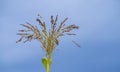 Dry corn stalk field plant blue sky harvest Moldova Agricultural autumn colors Royalty Free Stock Photo