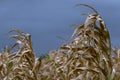 Dry corn stalk field plant blue sky harvest Moldova Agricultural autumn colors Royalty Free Stock Photo