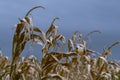 Dry corn stalk field plant blue sky harvest Moldova Agricultural autumn colors Royalty Free Stock Photo