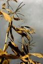 Dry Corn Stalks Royalty Free Stock Photo