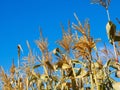 Dry corn stalks against blue sky on clear summer day. Agricultural plant. Farmer's harvest. Cornfield close-up. Royalty Free Stock Photo