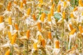 Dry corn stalks with cobs, Royalty Free Stock Photo