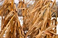 Dry corn stalks Royalty Free Stock Photo
