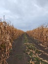 Dry corn stalks in a field. Field with corn Royalty Free Stock Photo