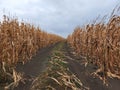 Dry corn stalks in a field. Field with corn Royalty Free Stock Photo