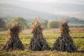 Dry corn stalks golden sheaves in empty grassy field after harvest on foggy hills and cloudless blue sky copy space background