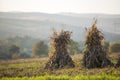 Dry corn stalks golden sheaves in empty grassy field after harvest on foggy hills and cloudless blue sky copy space background