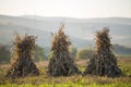 Dry corn stalks golden sheaves in empty grassy field after harvest on foggy hills and cloudless blue sky copy space background at