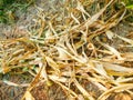 Dry corn stalks on the ground. autumn harvest Royalty Free Stock Photo