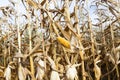 Dry corn stalks Royalty Free Stock Photo