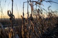 Dry corn stalks standing in a row in a field Royalty Free Stock Photo