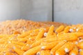 Dry corn store at mill storage, seed food industry concept