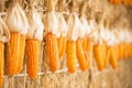 dry corn on straw bales background