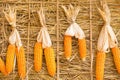 dry corn on straw bales background