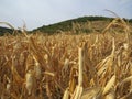 Dry cornfield in the autumn. Harvesting time.