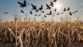Dry cornfield rustles under bright sun and passing flock of blackbirds Royalty Free Stock Photo
