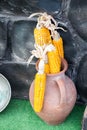 Dry corns on the cob kernels peeled Royalty Free Stock Photo