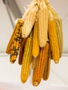 Dry corns on the cob kernels peeled Royalty Free Stock Photo