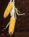 Dry corns on the cob kernels peeled Royalty Free Stock Photo