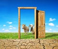 Dry country with cracked soil and open wooden door to the meadow with sheep and cow.