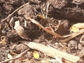 Dry cow dung in open sunlight and surface manure for plant growth Royalty Free Stock Photo