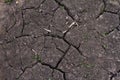 Dry cracked black lands, new life, lack of water. saved. Environmental protection, environmental protection, save the earth Royalty Free Stock Photo