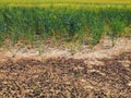 Dry cracked clay in corner of wheat field. Dusty deep cracks and wilted flowers. Royalty Free Stock Photo