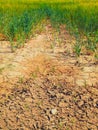 Dry cracked clay in corner of wheat field. Dusty deep cracks and wilted flowers. Royalty Free Stock Photo