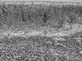 Dry cracked clay in corner of wheat field. Dusty deep cracks and wilted flowers. Royalty Free Stock Photo