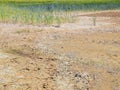 Dry cracked clay in corner of wheat field. Dusty deep cracks and wilted flowers. Royalty Free Stock Photo