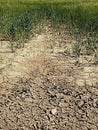 Dry cracked clay in corner of wheat field. Dusty ground with deep cracks and flowers. Royalty Free Stock Photo