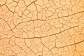 Dry cracked desert