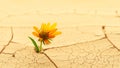 Dry cracked desert soil with single flower sprouting up from the desert. Concept displaying global warming or climate change, hope Royalty Free Stock Photo