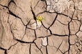 Dry and cracked dirt with some foot traces of rough hiker boots Royalty Free Stock Photo