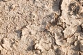 Dry cracked earth.