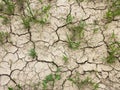 Dry cracked earth with grass, drought
