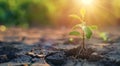 Dry cracked earth with green tree seedling in the field at sunset. World Environment Day with a focus on land Royalty Free Stock Photo