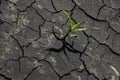 Dry cracked earth with plant struggling for life Royalty Free Stock Photo