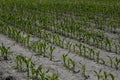 Dry cracked earth with plant struggling for life Royalty Free Stock Photo