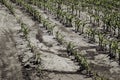 Dry cracked earth with plant struggling for life Royalty Free Stock Photo