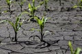 Dry cracked earth with plant struggling for life Royalty Free Stock Photo