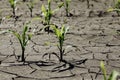 Dry cracked earth with plant struggling for life Royalty Free Stock Photo