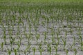 Dry cracked earth with plant struggling for life Royalty Free Stock Photo