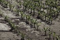 Dry cracked earth with plant struggling for life Royalty Free Stock Photo