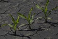 Dry cracked earth with plant struggling for life Royalty Free Stock Photo