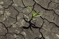 Dry cracked earth with plant struggling for life Royalty Free Stock Photo