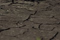 Dry cracked earth with plant struggling for life Royalty Free Stock Photo